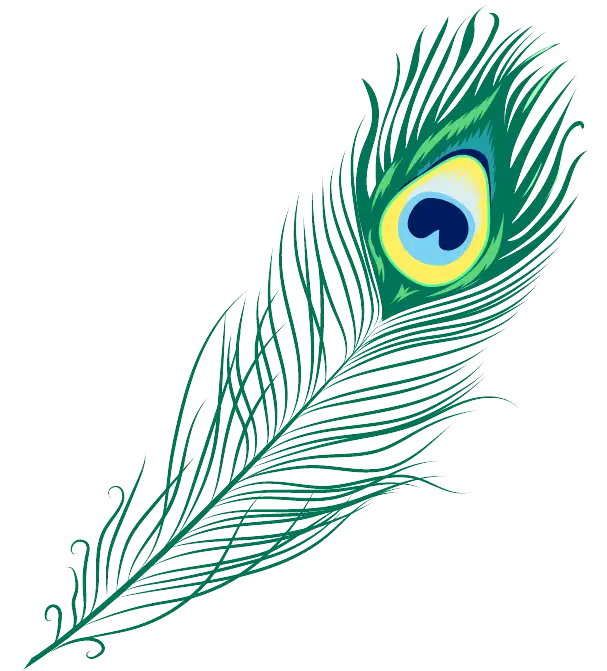 peacock feather illustration